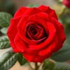 20 Red Climbing Rose Seeds - Rare Non-GMO Heirloom Variety for Outdoor Garden 20 Red Climbing Rose Seeds - Rare Non-GMO Heirloom Variety for Outdoor Garden - Image 1