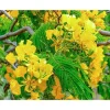 20 Royal Poinciana Seeds - Delonix Regia Yellow Flamboyant Tree Seeds for Bonsai 20 Royal Poinciana Seeds - Delonix Regia Yellow Flamboyant Tree Seeds for Bonsai - Image 1