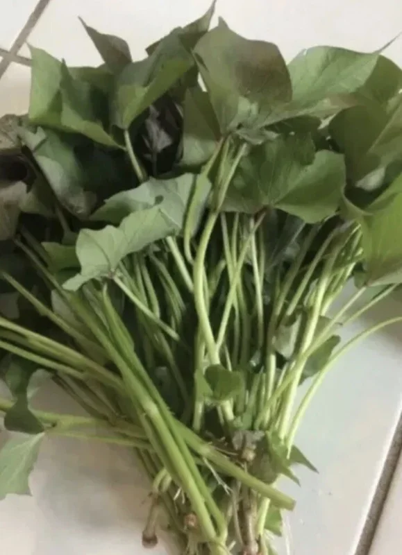 20 Sweet Potato Slips Live Plant Variety Pack - Purple, Okinawa, White, Orange - Outdoor Vegetable Garden 20 Sweet Potato Slips Live Plant Variety Pack - Purple, Okinawa, White, Orange - Outdoor Vegetable Garden - Image 2