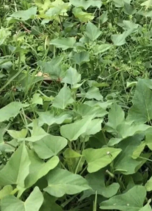 20 Sweet Potato Slips Live Plant Variety Pack - Purple, Okinawa, White, Orange - Outdoor Vegetable Garden 20 Sweet Potato Slips Live Plant Variety Pack - Purple, Okinawa, White, Orange - Outdoor Vegetable Garden - Image 4