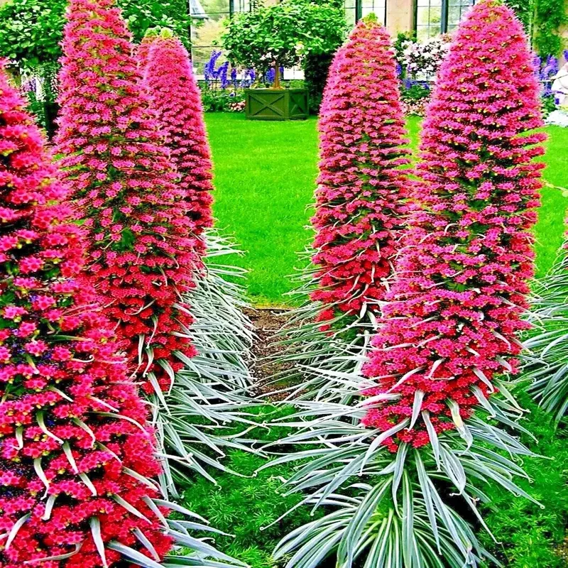 20 Tower of Jewels Seeds (Echium Wildpretii) - Hummingbird Garden Flower 20 Tower of Jewels Seeds (Echium Wildpretii) - Hummingbird Garden Flower - Image 2
