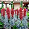 20 Tower of Jewels Seeds (Echium Wildpretii) - Hummingbird Garden Flower - Image 1