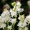 20 Tuberose Bulbs 'The Pearl' Double White Fragrant Flowers Summer Blooming - Image 1