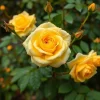 20 Yellow Climbing Rose Seeds - Non-GMO Heirloom Variety - Outdoor - Image 1