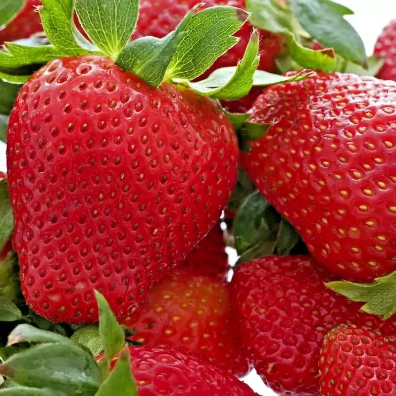 200 Alpine Strawberry Seeds - Heirloom, Non-GMO Fruit Seeds for Gardeners - Image 2