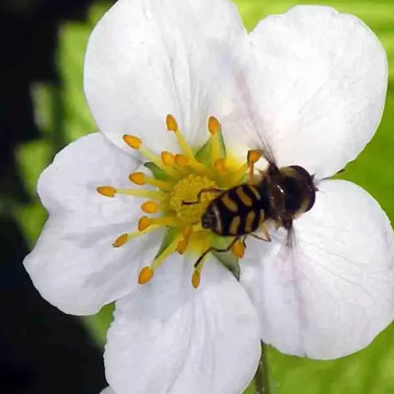 200 Alpine Strawberry Seeds - Heirloom, Non-GMO Fruit Seeds for Gardeners 200 Alpine Strawberry Seeds - Heirloom, Non-GMO Fruit Seeds for Gardeners - Image 3
