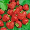 200 Alpine Strawberry Seeds - Heirloom, Non-GMO Fruit Seeds for Gardeners - Image 1