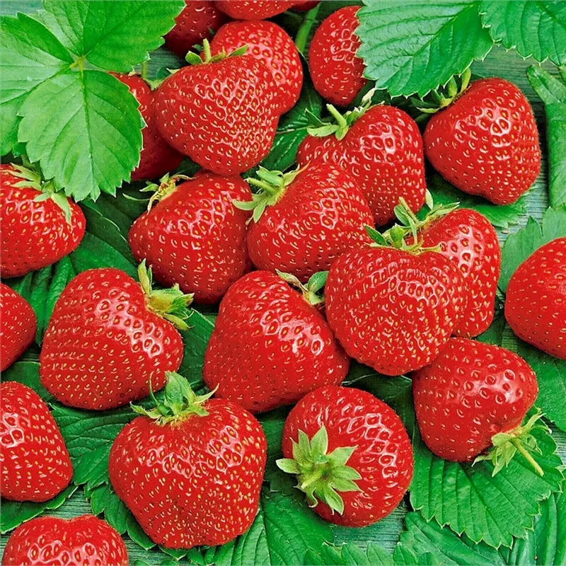 200 Alpine Strawberry Seeds - Heirloom, Non-GMO Fruit Seeds for Gardeners - Image 1