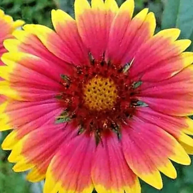 200+ Blanket Flowers Hummingbird Mix Seeds - Perennial Gaillardia for Pollinators, Full Sun, USDA Zone 3+ 200+ Blanket Flowers Hummingbird Mix Seeds - Perennial Gaillardia for Pollinators, Full Sun, USDA Zone 3+ - Image 3