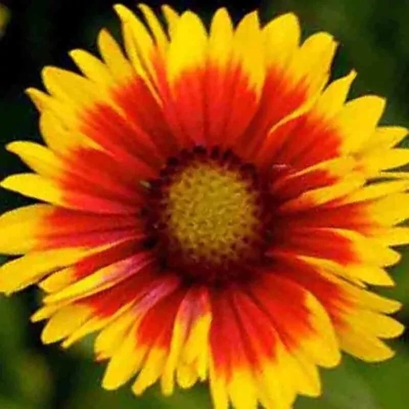200+ Blanket Flowers Hummingbird Mix Seeds - Perennial Gaillardia for Pollinators, Full Sun, USDA Zone 3+ 200+ Blanket Flowers Hummingbird Mix Seeds - Perennial Gaillardia for Pollinators, Full Sun, USDA Zone 3+ - Image 4