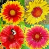 200+ Blanket Flowers Hummingbird Mix Seeds - Perennial Gaillardia for Pollinators, Full Sun, USDA Zone 3+ - Image 1