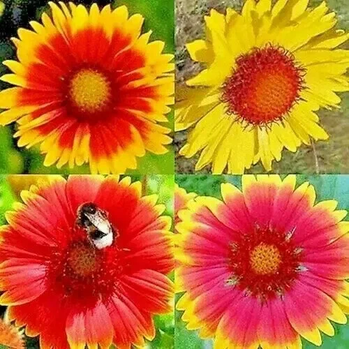 200+ Blanket Flowers Hummingbird Mix Seeds - Perennial Gaillardia for Pollinators, Full Sun, USDA Zone 3+ 200+ Blanket Flowers Hummingbird Mix Seeds - Perennial Gaillardia for Pollinators, Full Sun, USDA Zone 3+ - Image 1
