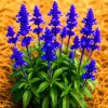 200+ Blue Sage Seeds - Heirloom Perennial Herb - Mosquito Repellent - Outdoor - Image 1