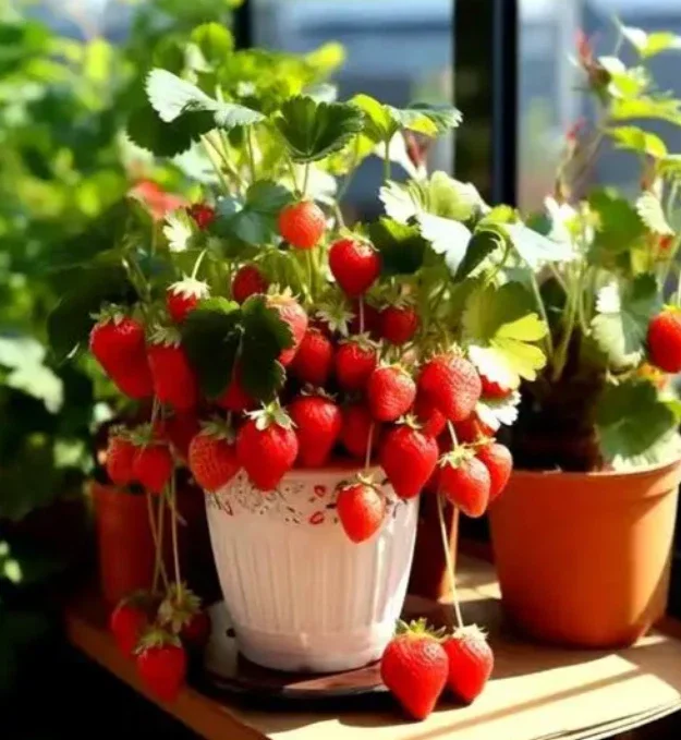 200 Strawberry Seeds - Red Fruit Plant Seeds for Home & Outdoor Garden - Image 2