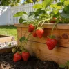 200 Strawberry Seeds - Red Fruit Plant Seeds for Home & Outdoor Garden - Image 1