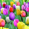200 Tulip Flower Seeds – Perennial Outdoor Blooms for Garden & Balcony - Image 1