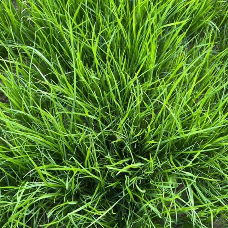 2000 Emerald Zoysia Grass Seeds - Perennial Tropical Lawn Seed 2000 Emerald Zoysia Grass Seeds - Perennial Tropical Lawn Seed - Image 2
