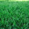 2000 Emerald Zoysia Grass Seeds - Perennial Tropical Lawn Seed 2000 Emerald Zoysia Grass Seeds - Perennial Tropical Lawn Seed - Image 1