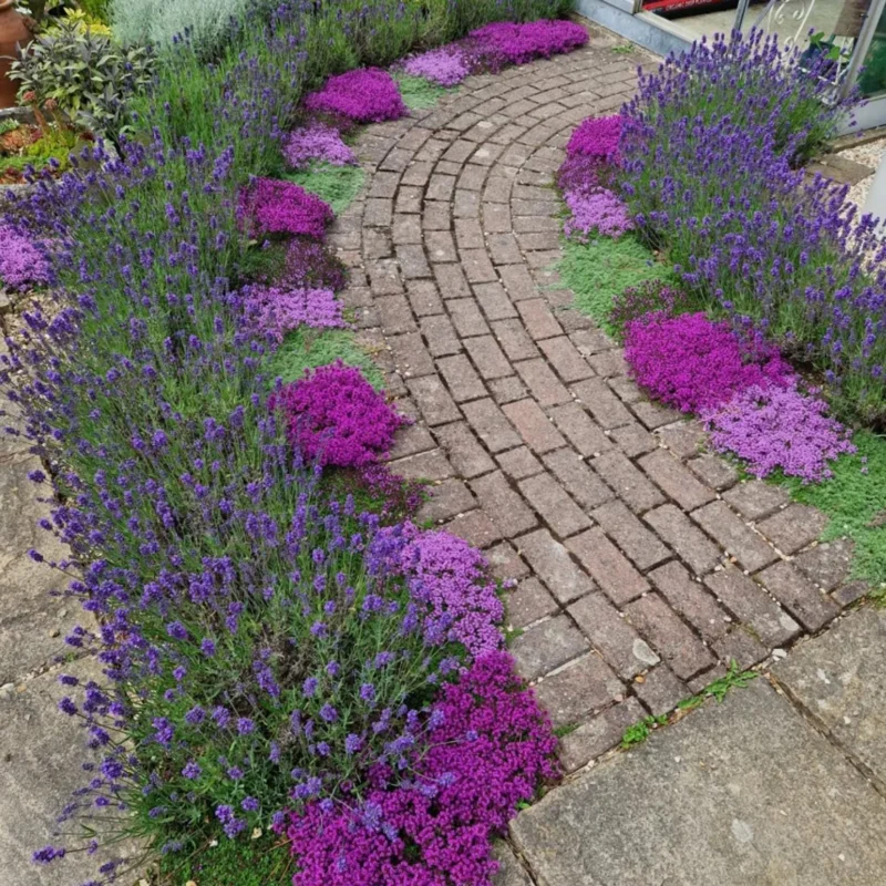 2000 French Creeping Thyme Seeds – Ground Cover Plant – Low-Growing Herb 2000 French Creeping Thyme Seeds – Ground Cover Plant – Low-Growing Herb - Image 2