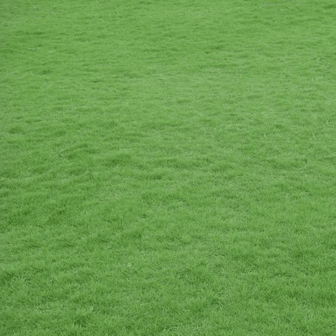 20,000 Zoysia Emerald Grass Seeds - Warm Season Lawn Grass - Image 1