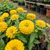 200pcs Zinnia Seeds - Outdoor Ornamental Flower Mix - Easy to Grow Annuals - Image 1