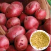 210 Red Potato Seeds for Planting - Easy Growing Red-Skinned Potatoes - Image 1