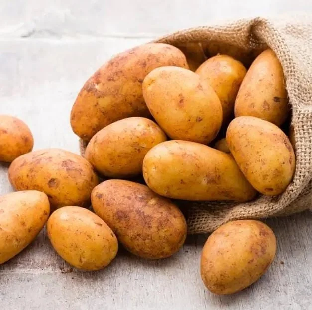 210 Russet Potato Seeds for Planting - Heirloom Vegetable Seeds 210 Russet Potato Seeds for Planting - Heirloom Vegetable Seeds - Image 2