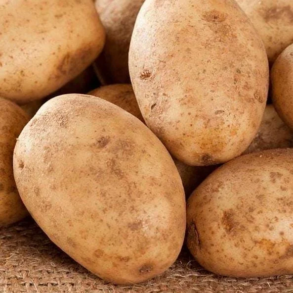 210 Russet Potato Seeds for Planting - Heirloom Vegetable Seeds 210 Russet Potato Seeds for Planting - Heirloom Vegetable Seeds - Image 4