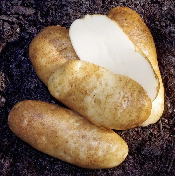 210 Russet Potato Seeds for Planting - Heirloom Vegetable Seeds 210 Russet Potato Seeds for Planting - Heirloom Vegetable Seeds - Image 5