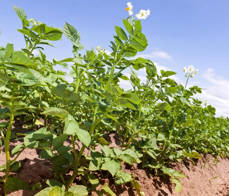 210 Russet Potato Seeds for Planting - Heirloom Vegetable Seeds 210 Russet Potato Seeds for Planting - Heirloom Vegetable Seeds - Image 6