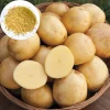 210 Yukon Gold Potato Seeds for Planting – Easy Grow Vegetable Seeds 210 Yukon Gold Potato Seeds for Planting – Easy Grow Vegetable Seeds - Image 1