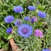 23 Cornflower Seeds - Beautiful Annual Flower Plant for Garden & Balcony - Image 1