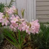 25 Baby Amaryllis Belladonna Lily Bulbs - Naked Lady Resurrection Lily - Perennial - Image 1