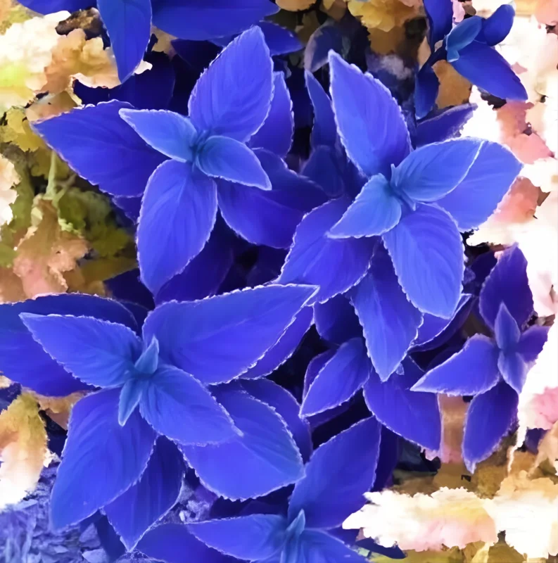 25+ Blue Coleus Seeds - Rare Blue Foliage Ornamental Plant Seeds - Easy to Grow 25+ Blue Coleus Seeds - Rare Blue Foliage Ornamental Plant Seeds - Easy to Grow - Image 3