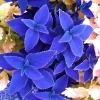 25+ Blue Coleus Seeds - Rare Blue Foliage Ornamental Plant Seeds - Easy to Grow - Image 1