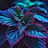 25+ Coleus Seeds - Rare Blue, Black, Green Foliage - Unique Garden Accent 25+ Coleus Seeds - Rare Blue, Black, Green Foliage - Unique Garden Accent - Image 1