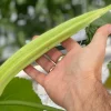 25+ Giant Okra Seeds - Spineless XXL Heirloom Vegetable - NON-GMO 25+ Giant Okra Seeds - Spineless XXL Heirloom Vegetable - NON-GMO - Image 1