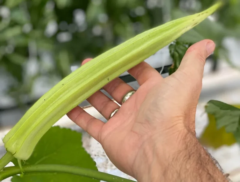 25+ Giant Okra Seeds - Spineless XXL Heirloom Vegetable - NON-GMO 25+ Giant Okra Seeds - Spineless XXL Heirloom Vegetable - NON-GMO - Image 1