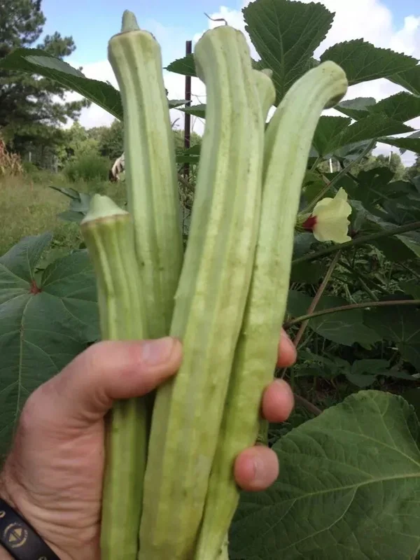 25+ Giant Okra Seeds - Spineless XXL Heirloom Vegetable - NON-GMO 25+ Giant Okra Seeds - Spineless XXL Heirloom Vegetable - NON-GMO - Image 2