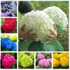 25 Hydrangea Seeds for Planting - Easy Grow Perennial Outdoor Flower - Image 1