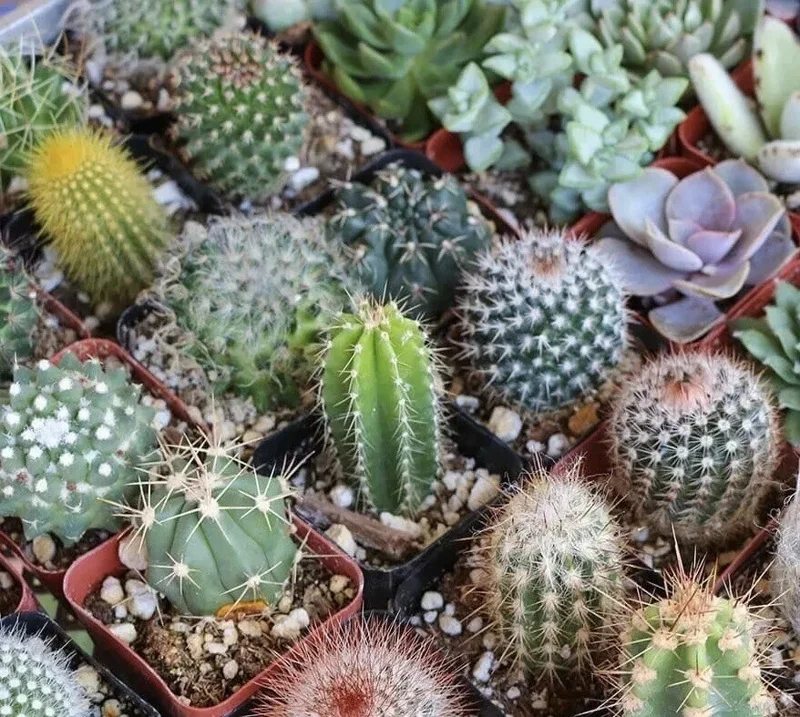 25+ Mixed Cactus & Succulent Seeds - Easy Grow Desert Plants for Indoor & Outdoor 25+ Mixed Cactus & Succulent Seeds - Easy Grow Desert Plants for Indoor & Outdoor - Image 2
