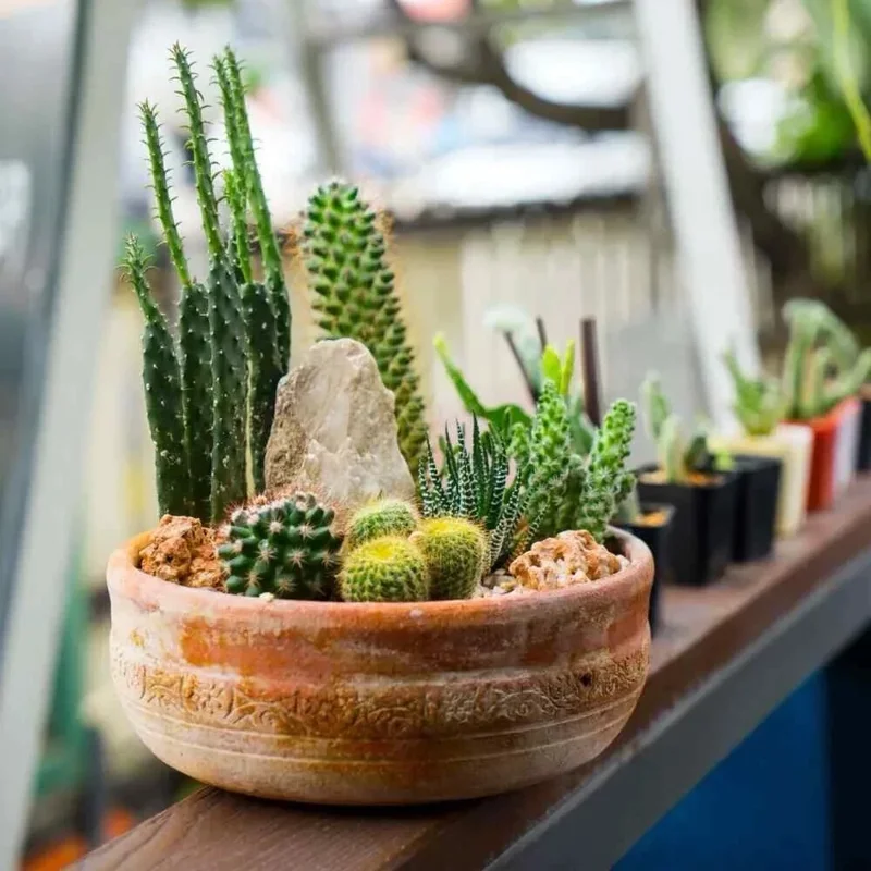 25+ Mixed Cactus & Succulent Seeds - Easy Grow Desert Plants for Indoor & Outdoor 25+ Mixed Cactus & Succulent Seeds - Easy Grow Desert Plants for Indoor & Outdoor - Image 3