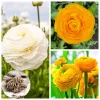 25 Mixed Ranunculus Bulbs for Planting - Perennial Buttercup Flowers - Image 1