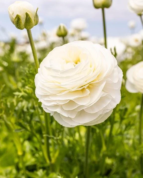 25 Mixed Ranunculus Bulbs for Planting - Perennial Buttercup Flowers 25 Mixed Ranunculus Bulbs for Planting - Perennial Buttercup Flowers - Image 3