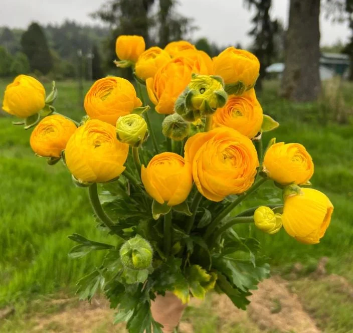 25 Mixed Ranunculus Bulbs for Planting - Perennial Buttercup Flowers 25 Mixed Ranunculus Bulbs for Planting - Perennial Buttercup Flowers - Image 4