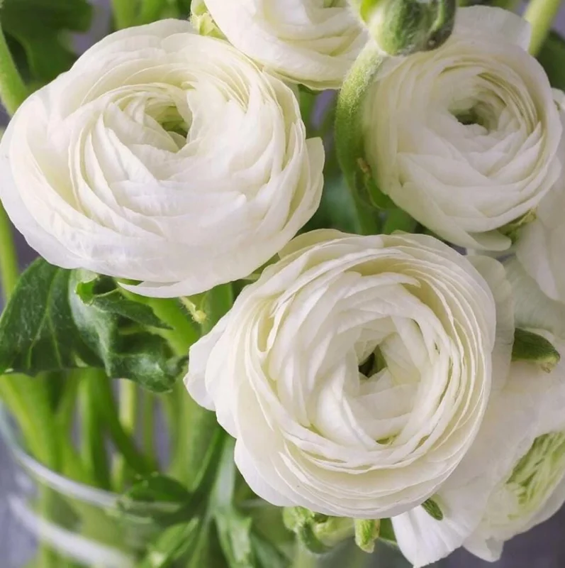 25 Mixed Ranunculus Bulbs for Planting - Perennial Buttercup Flowers 25 Mixed Ranunculus Bulbs for Planting - Perennial Buttercup Flowers - Image 5