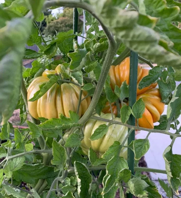 25 Orange Accordion Tomato Seeds - Heirloom Garden Tomato Seeds 25 Orange Accordion Tomato Seeds - Heirloom Garden Tomato Seeds - Image 3