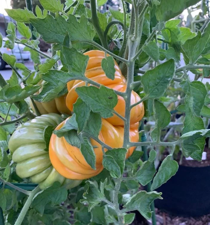 25 Orange Accordion Tomato Seeds - Heirloom Garden Tomato Seeds 25 Orange Accordion Tomato Seeds - Heirloom Garden Tomato Seeds - Image 4