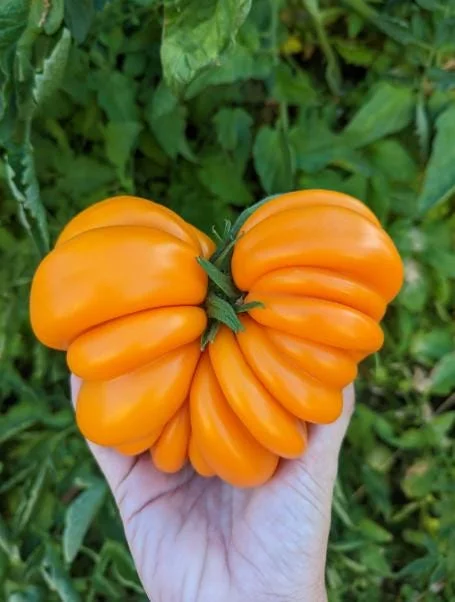 25 Orange Accordion Tomato Seeds - Heirloom Garden Tomato Seeds 25 Orange Accordion Tomato Seeds - Heirloom Garden Tomato Seeds - Image 5