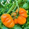 25 Orange Accordion Tomato Seeds - Heirloom Garden Tomato Seeds 25 Orange Accordion Tomato Seeds - Heirloom Garden Tomato Seeds - Image 1